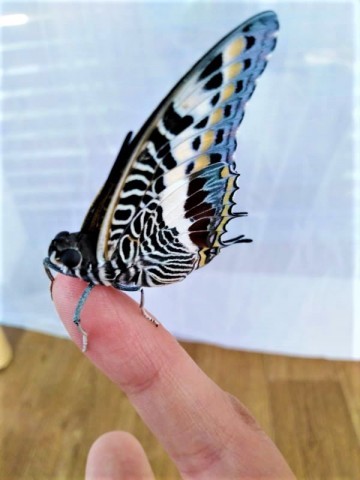 В Бургас ще бъде открита изложбата с живи пеперуди