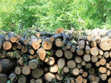 В област Добрич до крайни потребители са достигнали 15 984 кубика дърва за огрев