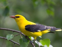 Постоянна постерна изложба "Птиците на Защитена местност - Ботаническа градина Балчик" откриват на 9 юли