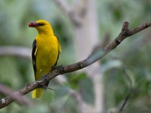 Над 30 вида птици обитават Защитена местност Ботаническа градина - Балчик