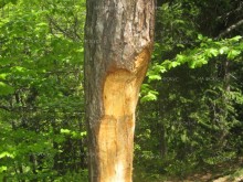 Горските инспектори от РДГ-София са установили сеч на над 600 броя на немаркирани дървета в Ихтиманско