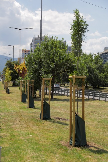 18 нови дървета са засадени в разделителната ивица на бул. "Г. М. Димитров" в София