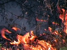 60 дка широколистна гора са изгорели при пожар край село Арчар