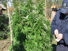 Нива със 106 растения канабис, с тегло над 10 кг е открита в село Седелец, община Струмяни