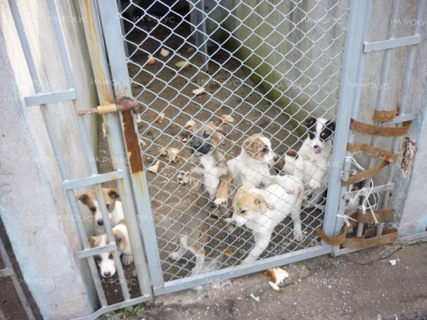 90 кучета от общинския приют край Велико Търново намериха дом