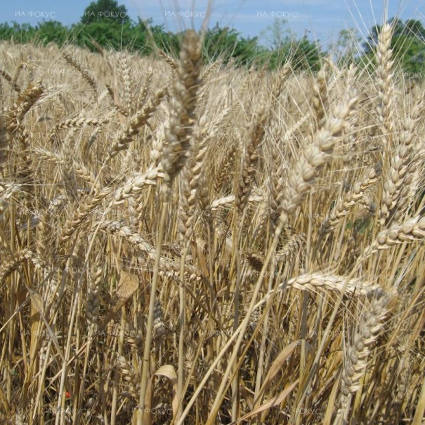 Костадин Костадинов, НАЗ: Реколтата от пшеница е с около 20% по-ниска от 2021 г., но годината е добра