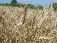Костадин Костадинов, НАЗ: Реколтата от пшеница е с около 20% по-ниска от 2021 г., но годината е добра
