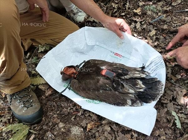 Новоизлюпено в добричкото село Александрия птиче от редкия вид малък креслив орел ще бъде проследявано чрез предавател