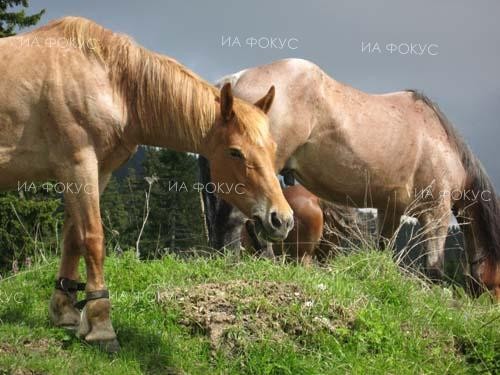 В Бургас ще се проведат атрактивни тренировки с най-елитните коне у нас