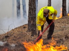 Заместник-министър Чамбов: Държавните горски територии, засегнати от пожара при с. Елшица, ще бъдат възстановени