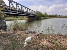 РИОСВ-Бургас и представители на Българско дружество за защита на птиците спасиха семейство лебеди