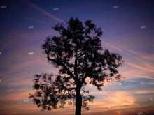 Конкурсът "Дърво с корен 2022", който търси най-интересните дървета в България, тази година е посветен на климатичните промени