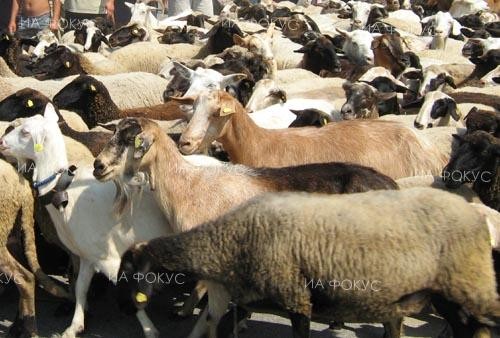 Разкриха злоупотреба с усвояване на евросредства за отглеждане на кози в Селиминово