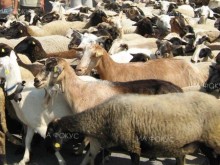 Разкриха злоупотреба с усвояване на евросредства за отглеждане на кози в Селиминово