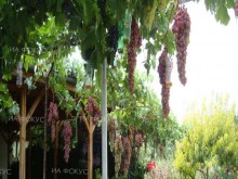Празници на гроздолечението, виното и СПА терапиите с грозде започва в курорта Св. св. Константин и Елена край Варна