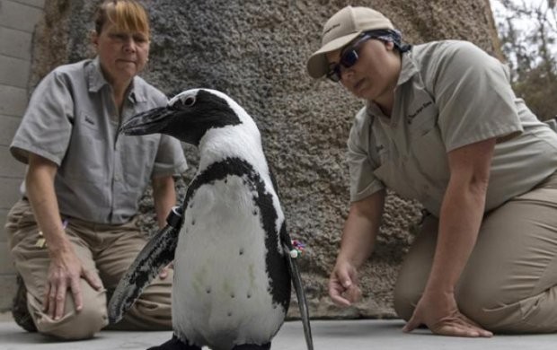 Африкански пингвин от зоопарка в Сан Диего се сдоби с