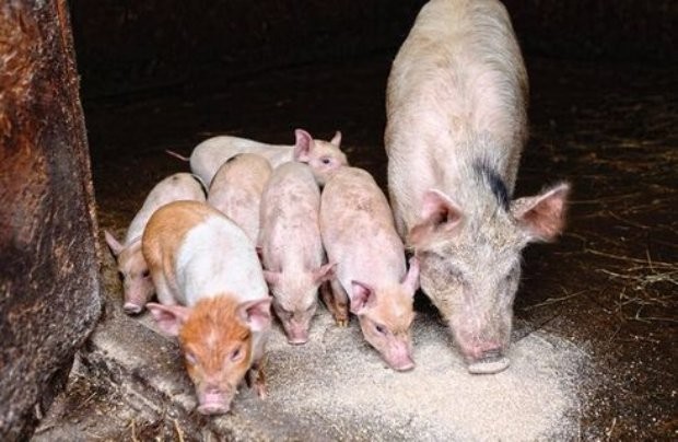ДФЗ приема документи по втори транш от схемата за хуманно отношение към свине за 2022 г.