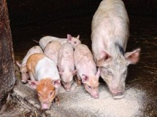 ДФЗ приема документи по втори транш от схемата за хуманно отношение към свине за 2022 г.