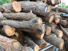 2 600 проверки за незаконна дървесина са извършени през август