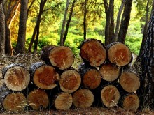 Акция за добив на дърва за огрев стартира във Великотърновска област