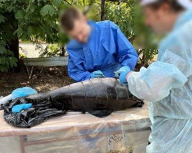 Прокуратурата на Украйна разследва случаи на мъртви делфини в Черно море