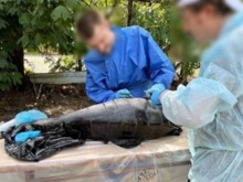 Прокуратурата на Украйна разследва случаи на мъртви делфини в Черно море