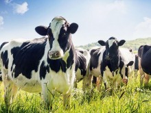 Националното животновъдно изложение в Сливен ще се проведе на 16 и 17 септември