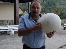 Откриха гигантска пърхутка край дупнишкото село Бистрица