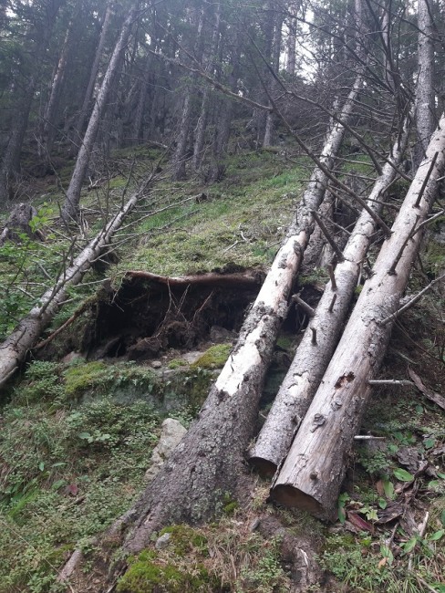 Незаконна сеч на 14 дървета е установена в землище на село Търън в община Смолян