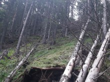 Незаконна сеч на 14 дървета е установена в землище на село Търън в община Смолян