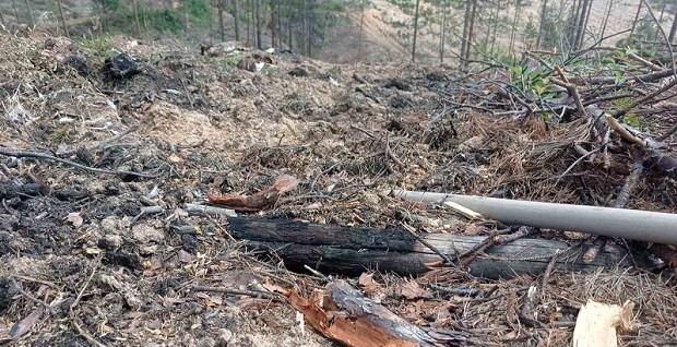 Горски ще чистят опожарен терен край Рилски манастир