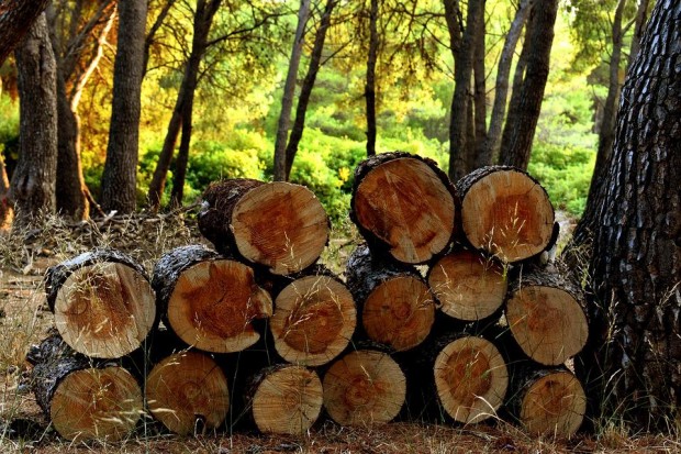 37 лв. за кубик е цената на дървата за огрев от общинските гори в Еленско