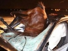 56-годишен шофьор загина, след като се блъсна с автомобила си в кон