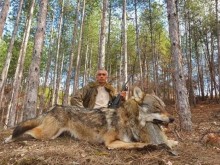 Eто го най-добрия ловец на вълци в България, утрепал е над 100 досега