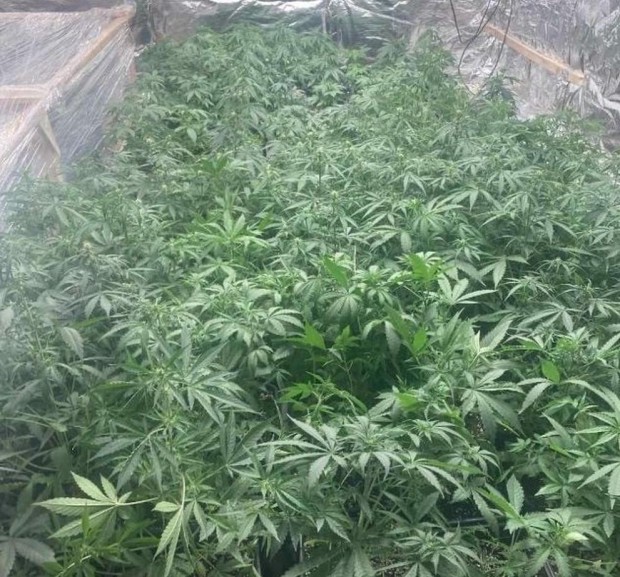 Столични полицаи разкриха голяма оранжерия за отглеждане на марихуана  съобщиха от МВР   След проверка