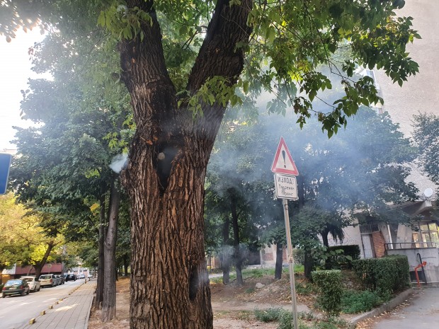 Пловдивчани изгасиха запалено дърво в центъра на града видя Plovdiv24 bg  Дим излизащ