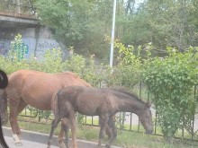 Ето тази гледка на булевард втрещи пловдивските шофьори