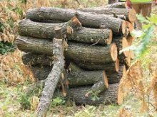 Държавно горско стопанство-Добрич достави по-голяма част от заявените количества дърва за огрев на най-голямата община в областта