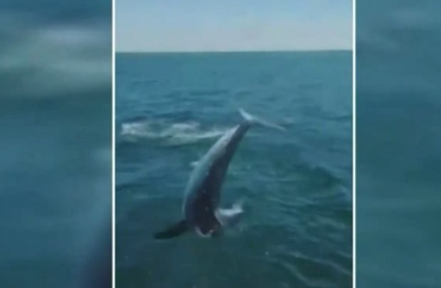 Двама рибари оцеляха, след като двуметрова акула скочи от водата