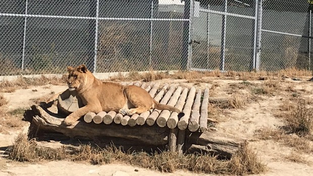 Огромна промяна откриват посетителите във варненския зоопарк след ремонта на местообитанията