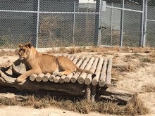 Големите котки в зоопарка на Варна никога не са били по-близо до посетителите