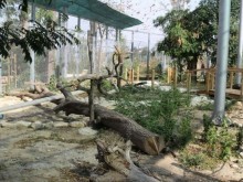 Предлагат средствата за зоопарка в Пловдив да бъдат пренасочени