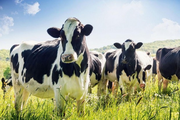 Започва Националното животновъдно изложение Сливен 2022