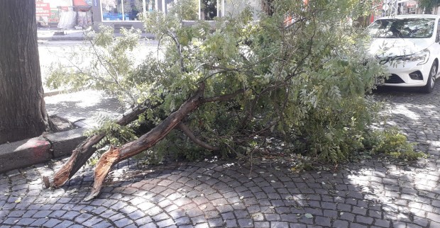 TD Силният вятър изпочупи клони и дървета в Пловдив разбра Plovdiv24 bg  В жертва