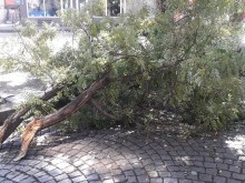 Силният вятър в Пловдив изпочупи дървета