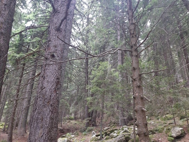 Над 25 000 куб. м дървесина е пострадала при върховата буря в Родопите