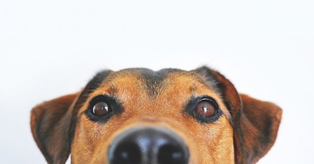 Община Сливен организира кампания по преброяване на безстопанствените кучета 