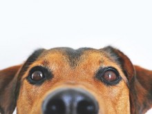Община Сливен организира кампания по преброяване на безстопанствените кучета 