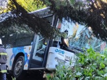 Aвтобус на градския транспорт катастрофира в дърво