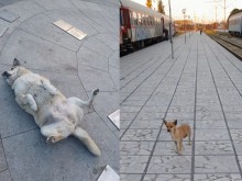 Култов уличен любимец изчезна, друг домашен сладур бе изоставен на гарата във Варна